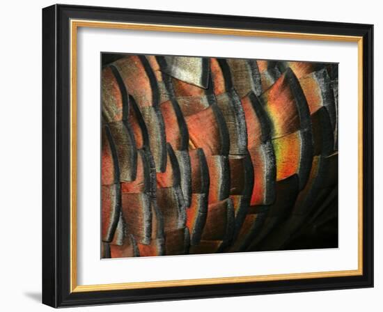 Wild Turkey Feather Close-up, Las Colmenas Ranch, Hidalgo County, Texas, USA-Arthur Morris-Framed Photographic Print