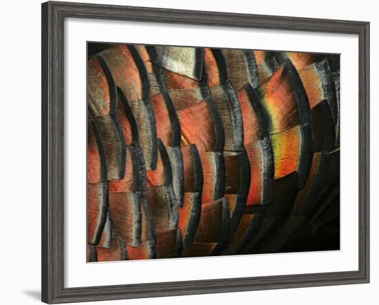 Wild Turkey Feather Close-up, Las Colmenas Ranch, Hidalgo County, Texas, USA-Arthur Morris-Framed Photographic Print