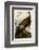 Wild Turkey I-John James Audubon-Framed Art Print