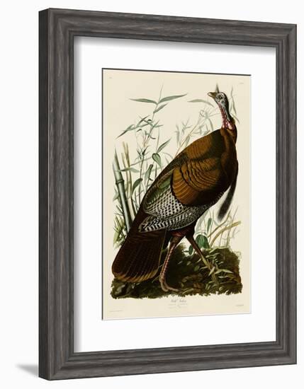 Wild Turkey I-John James Audubon-Framed Art Print