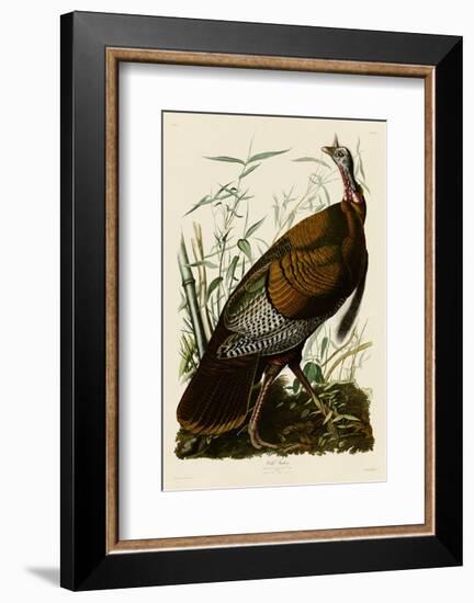 Wild Turkey I-John James Audubon-Framed Art Print