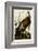 Wild Turkey I-John James Audubon-Framed Art Print