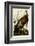 Wild Turkey I-John James Audubon-Framed Art Print