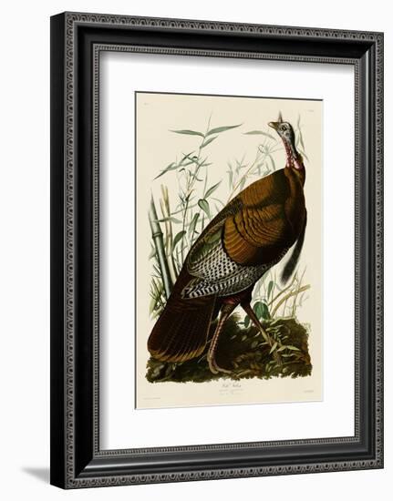 Wild Turkey I-John James Audubon-Framed Art Print