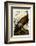 Wild Turkey I-John James Audubon-Framed Art Print