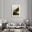 Wild Turkey I-John James Audubon-Giclee Print displayed on a wall