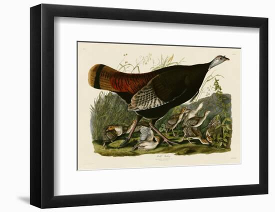 Wild Turkey II-John James Audubon-Framed Art Print