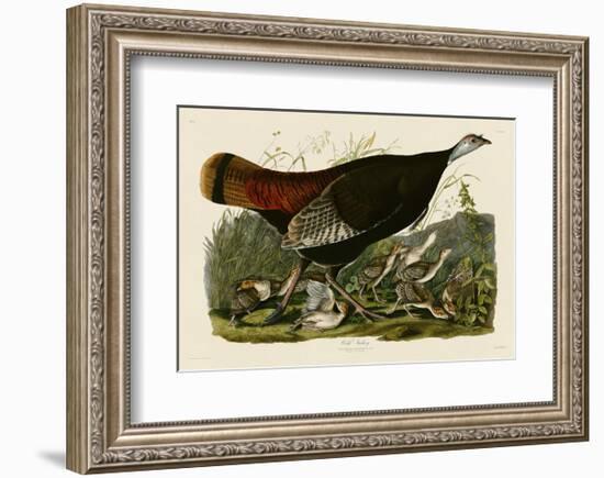 Wild Turkey II-John James Audubon-Framed Art Print