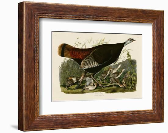 Wild Turkey II-John James Audubon-Framed Art Print