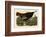 Wild Turkey II-John James Audubon-Framed Art Print