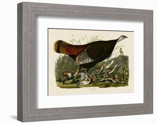 Wild Turkey II-John James Audubon-Framed Art Print