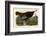 Wild Turkey II-John James Audubon-Framed Art Print