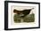 Wild Turkey II-John James Audubon-Framed Art Print