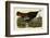 Wild Turkey II-John James Audubon-Framed Art Print