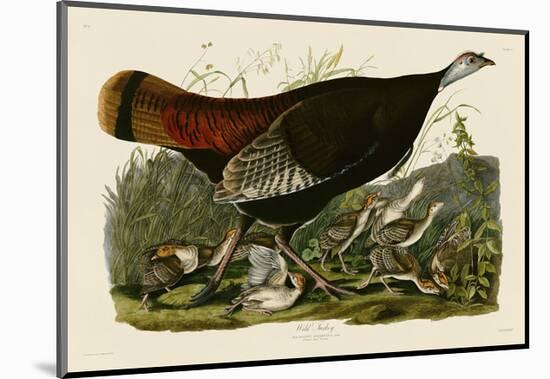 Wild Turkey II-John James Audubon-Mounted Art Print