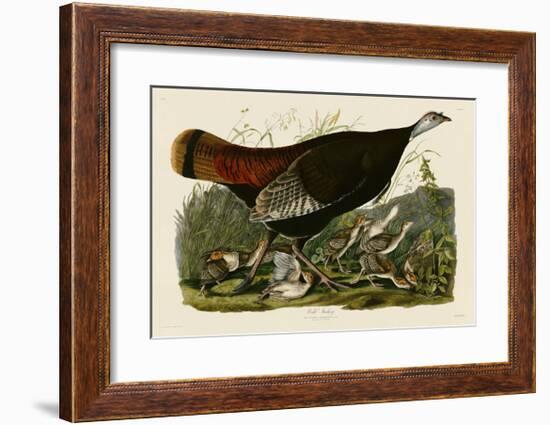 Wild Turkey II-John James Audubon-Framed Giclee Print