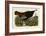 Wild Turkey II-John James Audubon-Framed Giclee Print