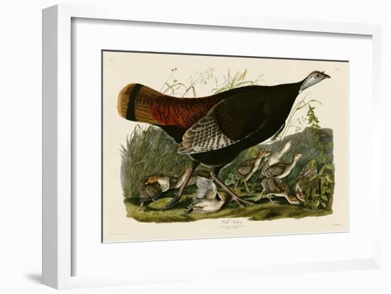 Wild Turkey II-John James Audubon-Framed Giclee Print