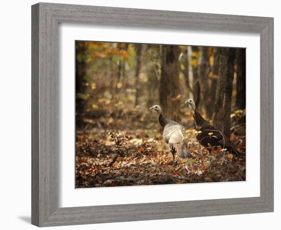 Wild Turkey in the Woods-Jai Johnson-Framed Giclee Print