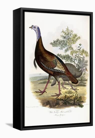 Wild Turkey, Male and Female, 1808-1814-Titian Ramsey Peale-Framed Premier Image Canvas