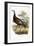 Wild Turkey, Male and Female, 1808-1814-Titian Ramsey Peale-Framed Giclee Print