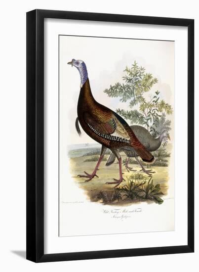 Wild Turkey, Male and Female, 1808-1814-Titian Ramsey Peale-Framed Giclee Print