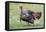 Wild Turkey male feeding and drinking by pond-Larry Ditto-Framed Premier Image Canvas