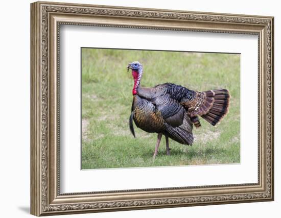 Wild Turkey male feeding and drinking by pond-Larry Ditto-Framed Photographic Print