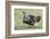 Wild Turkey male feeding and drinking by pond-Larry Ditto-Framed Photographic Print