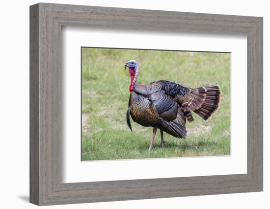 Wild Turkey male feeding and drinking by pond-Larry Ditto-Framed Photographic Print