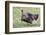 Wild Turkey male feeding and drinking by pond-Larry Ditto-Framed Photographic Print