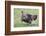 Wild Turkey male feeding and drinking by pond-Larry Ditto-Framed Photographic Print