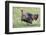 Wild Turkey male feeding and drinking by pond-Larry Ditto-Framed Photographic Print