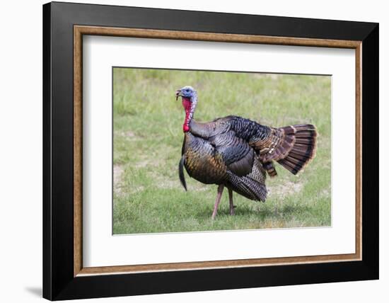 Wild Turkey male feeding and drinking by pond-Larry Ditto-Framed Photographic Print