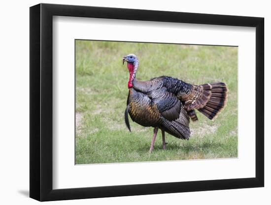 Wild Turkey male feeding and drinking by pond-Larry Ditto-Framed Photographic Print