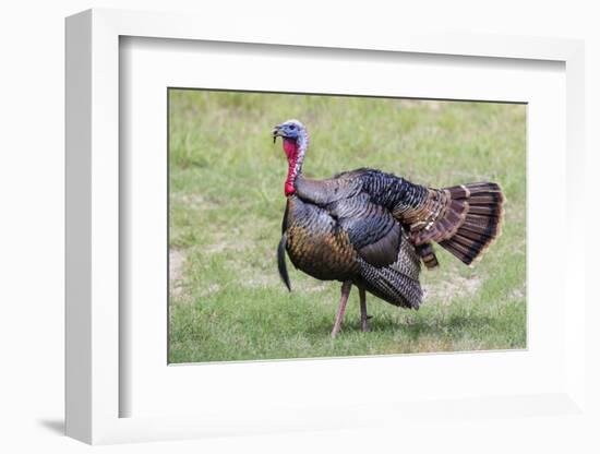 Wild Turkey male feeding and drinking by pond-Larry Ditto-Framed Photographic Print