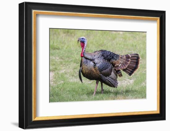 Wild Turkey male feeding and drinking by pond-Larry Ditto-Framed Photographic Print