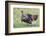 Wild Turkey male feeding and drinking by pond-Larry Ditto-Framed Photographic Print