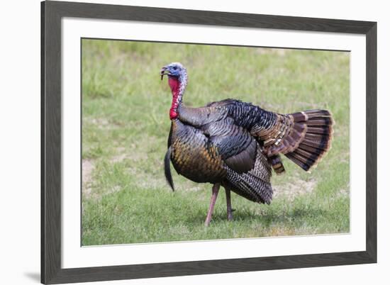 Wild Turkey male feeding and drinking by pond-Larry Ditto-Framed Photographic Print