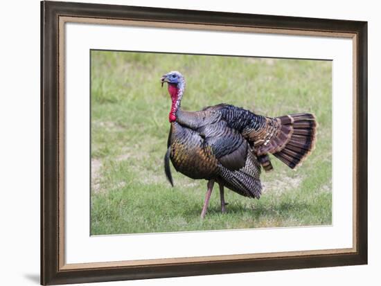 Wild Turkey male feeding and drinking by pond-Larry Ditto-Framed Photographic Print