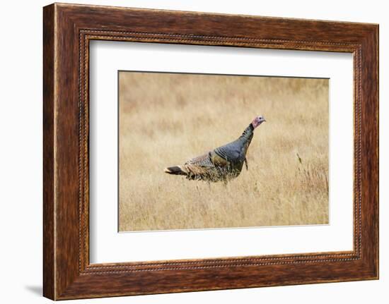 Wild Turkey Male in Grassland Habitat-Larry Ditto-Framed Photographic Print