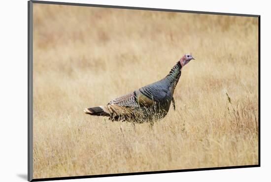 Wild Turkey Male in Grassland Habitat-Larry Ditto-Mounted Photographic Print
