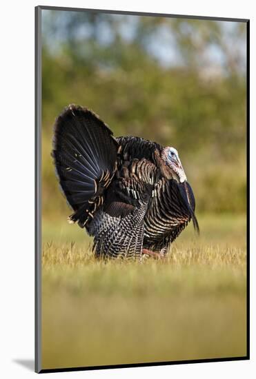Wild Turkey Male Strutting-Larry Ditto-Mounted Photographic Print