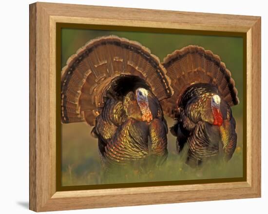Wild Turkey Males Displaying, Texas, USA-Rolf Nussbaumer-Framed Premier Image Canvas