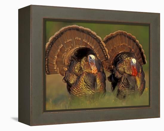 Wild Turkey Males Displaying, Texas, USA-Rolf Nussbaumer-Framed Premier Image Canvas