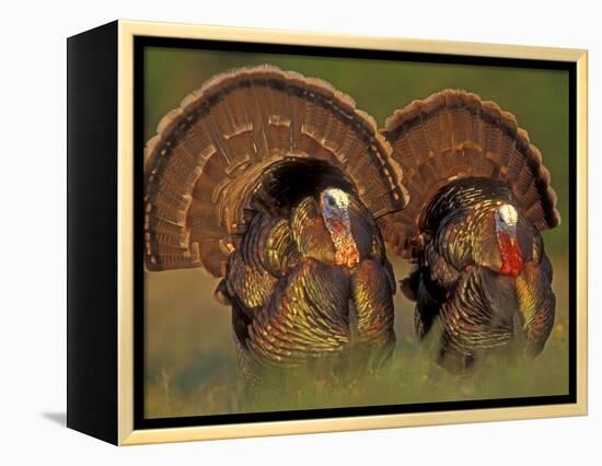 Wild Turkey Males Displaying, Texas, USA-Rolf Nussbaumer-Framed Premier Image Canvas