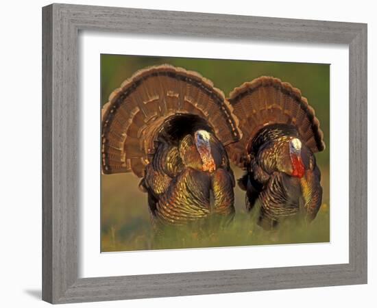 Wild Turkey Males Displaying, Texas, USA-Rolf Nussbaumer-Framed Photographic Print