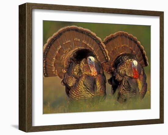 Wild Turkey Males Displaying, Texas, USA-Rolf Nussbaumer-Framed Photographic Print