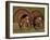 Wild Turkey Males Displaying, Texas, USA-Rolf Nussbaumer-Framed Photographic Print