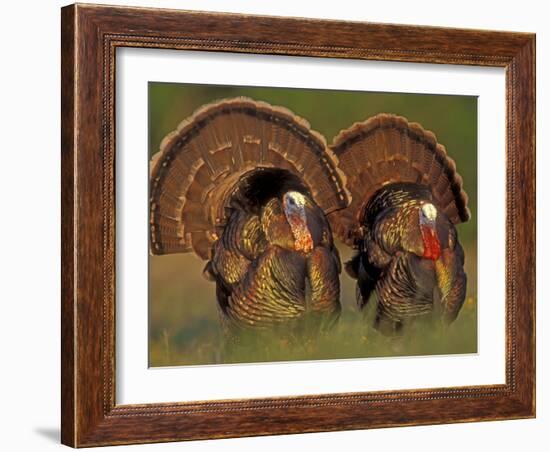 Wild Turkey Males Displaying, Texas, USA-Rolf Nussbaumer-Framed Photographic Print